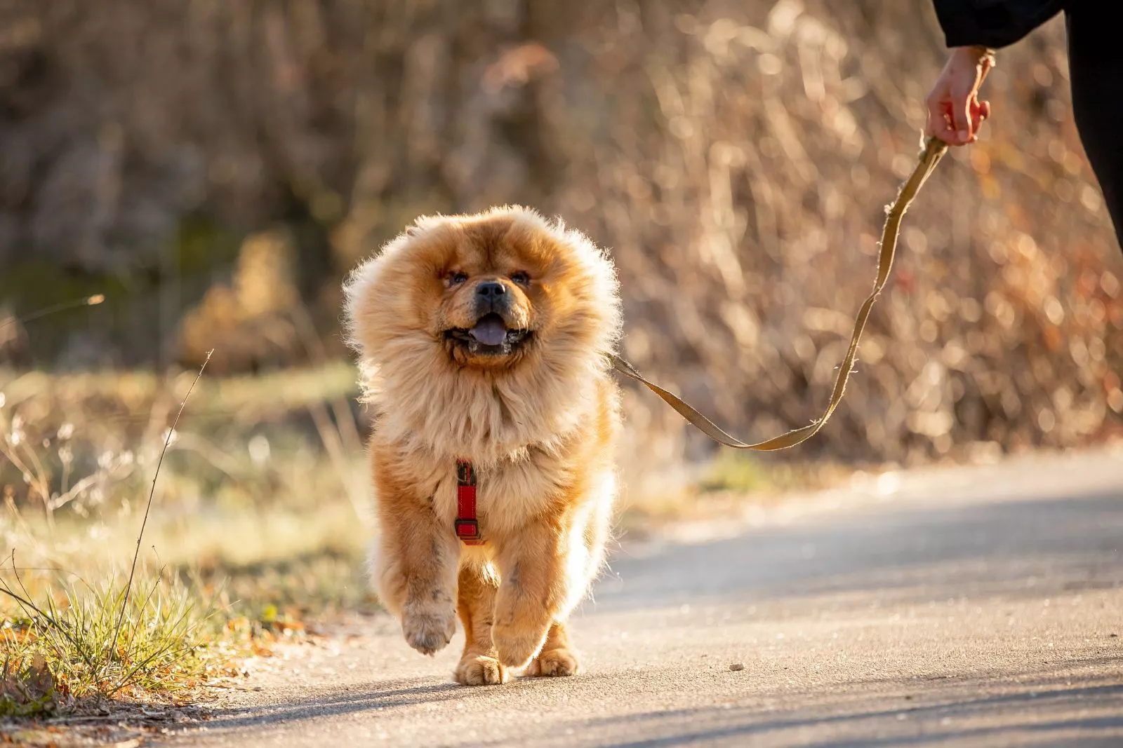 Chow chow trči u prirodi