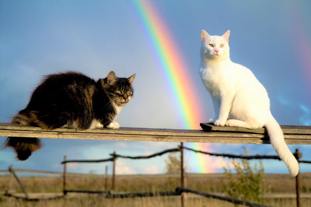 Dvije mačke sjede na ogradi s dugom u pozadini