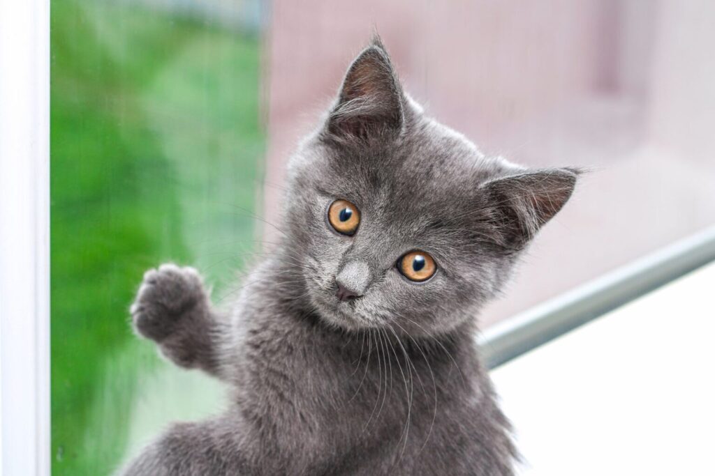 sivi mačić kartuzijske mačke