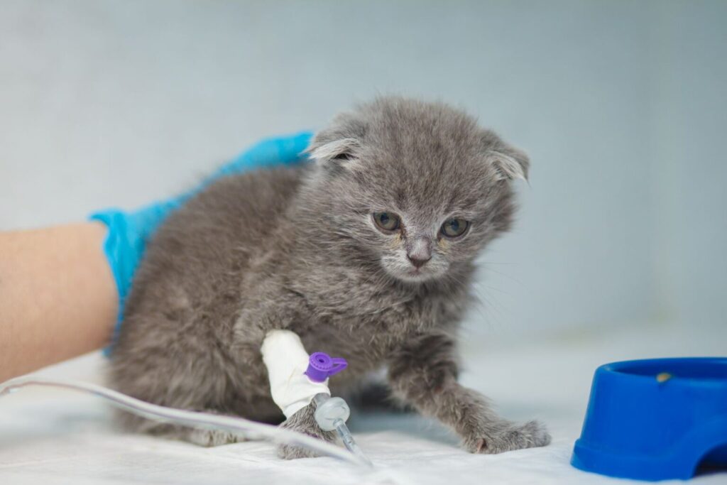 Ruska plava mačka na infuziji