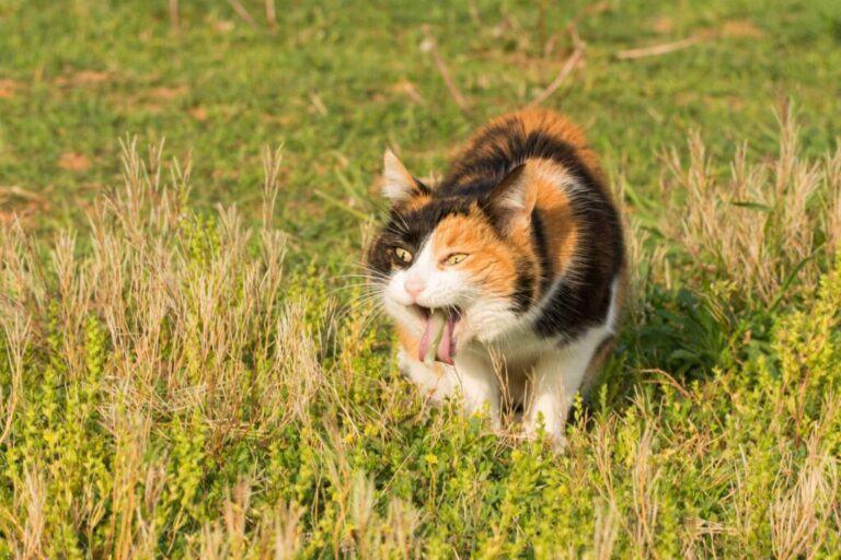 Calico mačka povraća u travi