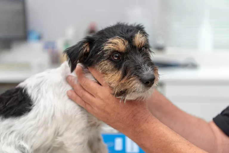 Veterinar pregledava jack russell terijera