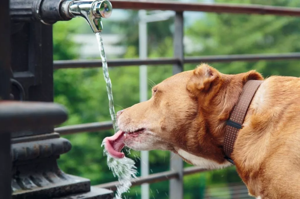 Smeđi pas pitbull pije vodu iz fontane.
