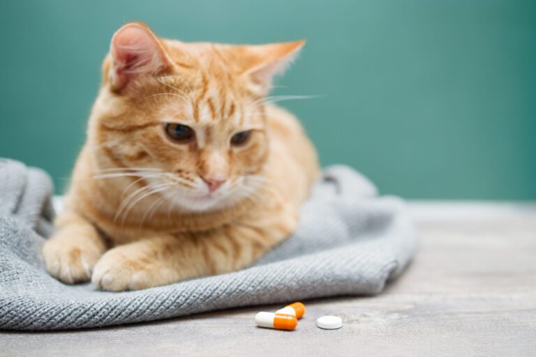 Tužna mačka leži na deki i gleda u tablete ispred nje