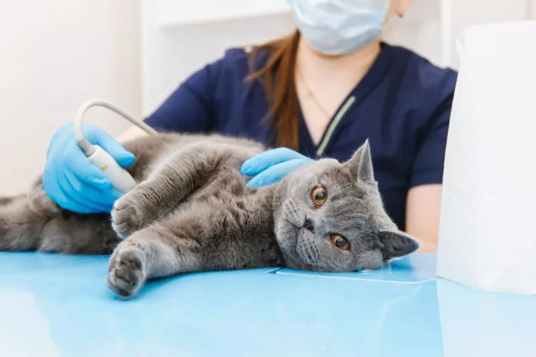 Mačka na ultrazvučnom pregledu u veterinarskoj ordinaciji