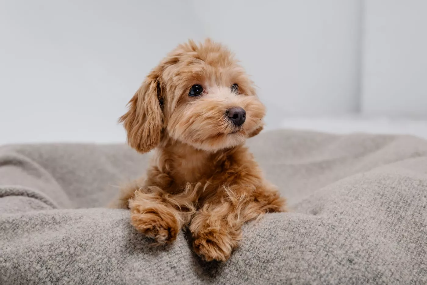 Maltipoo štene smeđe boje u krevetiću