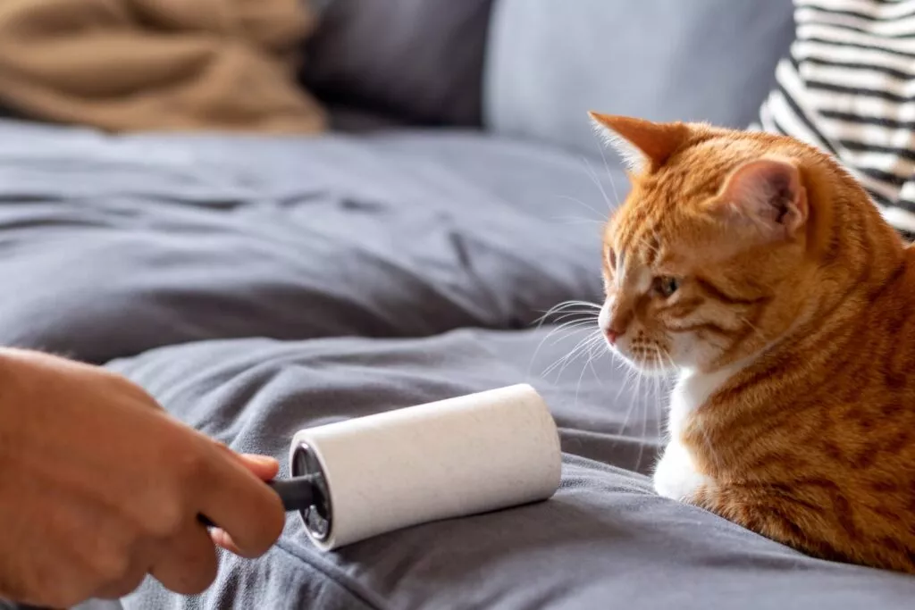 vlasnik uklanja dlake mačke sa sofe uz pomoć valjka s ljepljivom trakom, narančasta mačka leži i gleda u ljepljivi valjak
