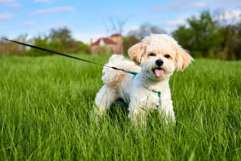 Maltipoo u šetnji