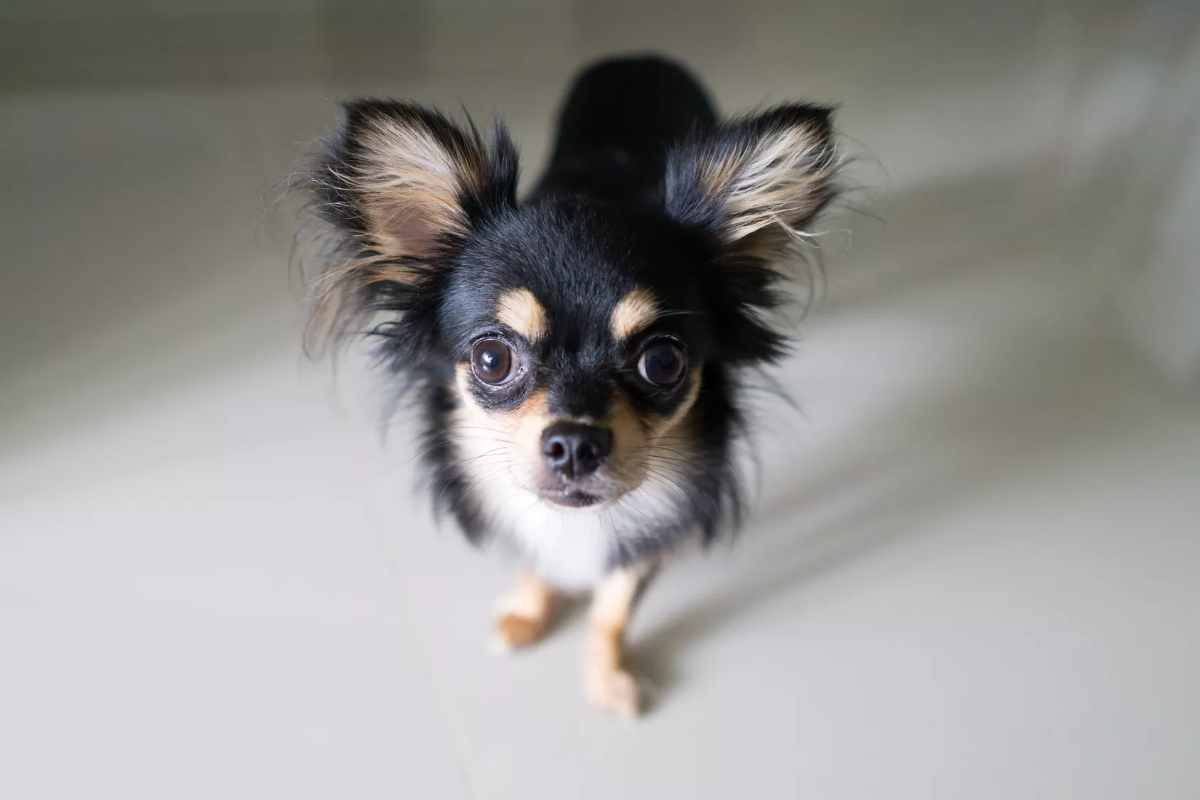 Chihuahua gleda u kameru