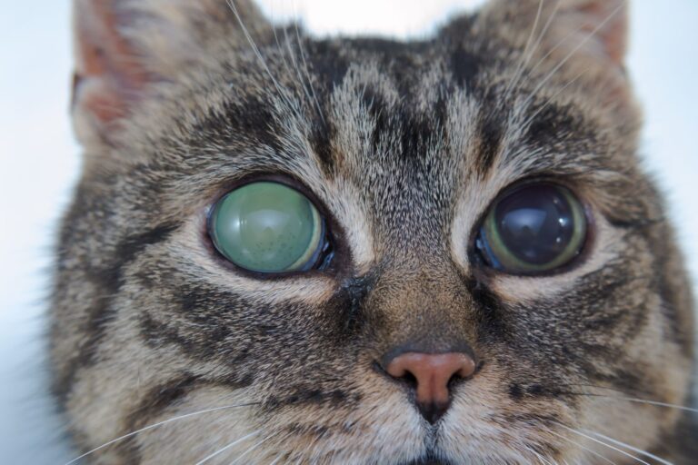 glaukom kod mačke