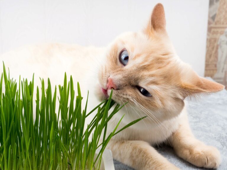 Mačka grize travu