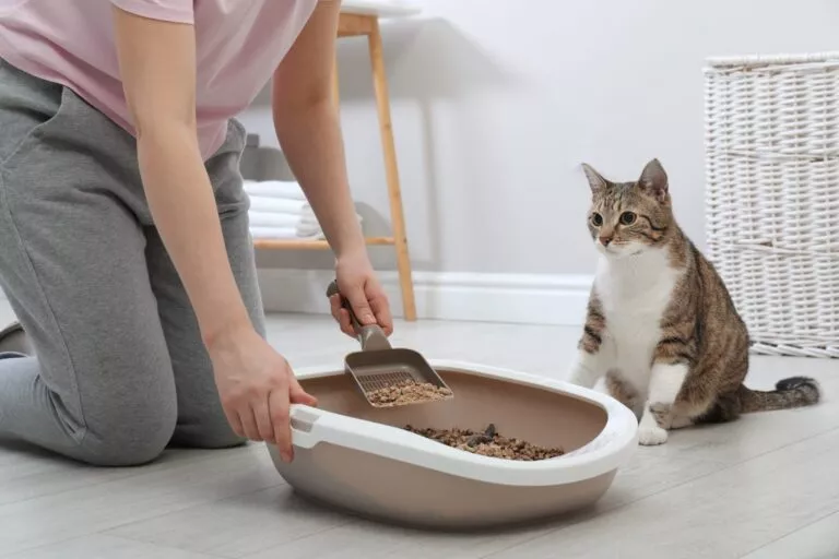 Žena čisti mačji izmet iz WC-a