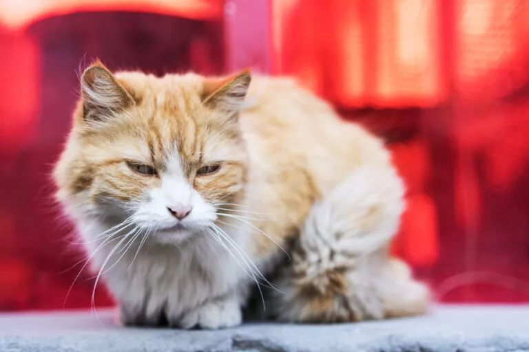 Napuštena mačka zaražena FIV-om