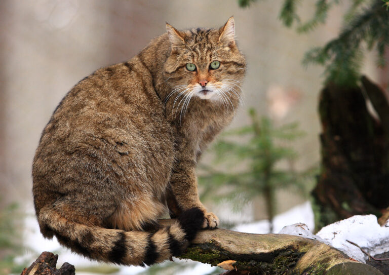 Europska divlja mačka u prirodi