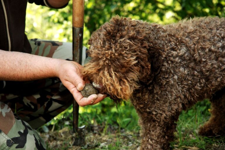 Lagotto romagnolo njuši tartuf