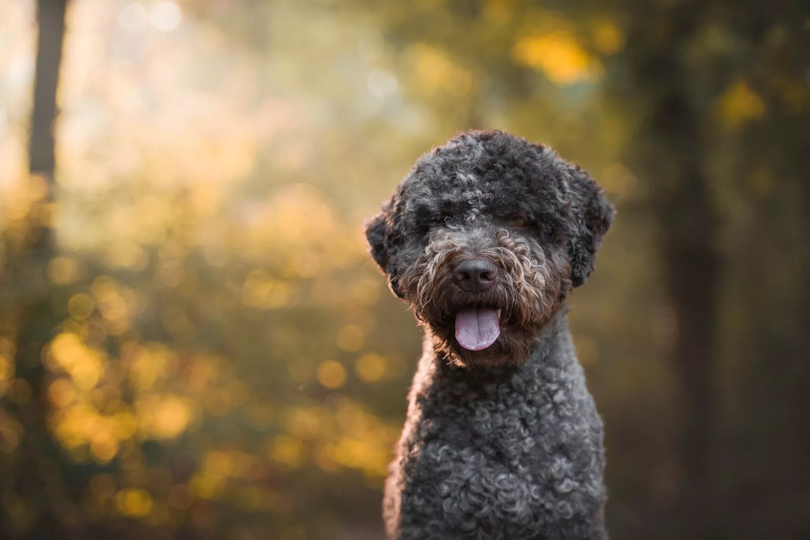 Lagotto romagnolo u šumi