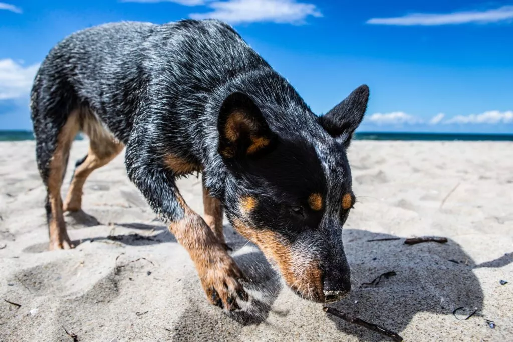 Australski govedar na plaži