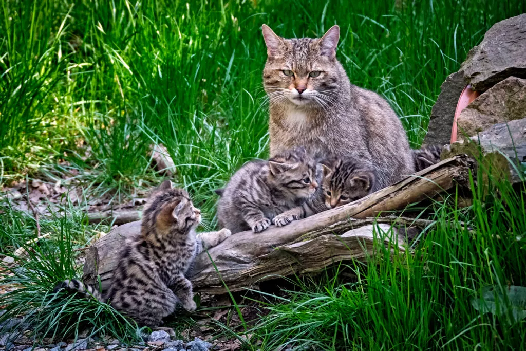 Europska divlja mačka s mladima