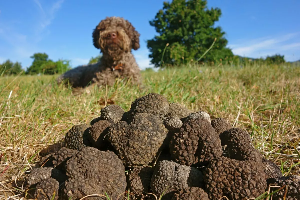 Lagotto romagnolo leži ispred tartufa