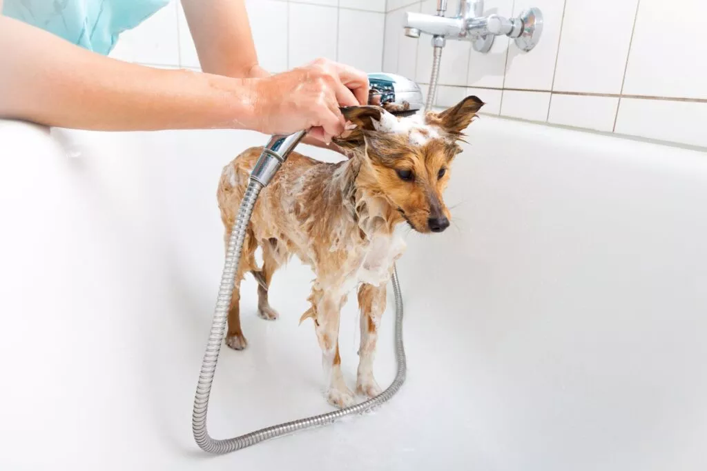 Pranje psa šamponom