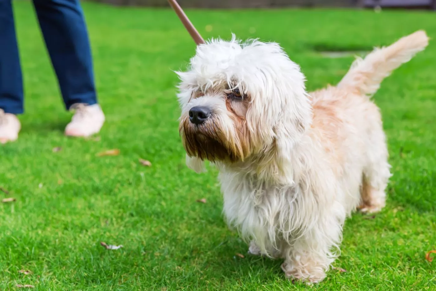 Dandie dinmont terijer na povodcu