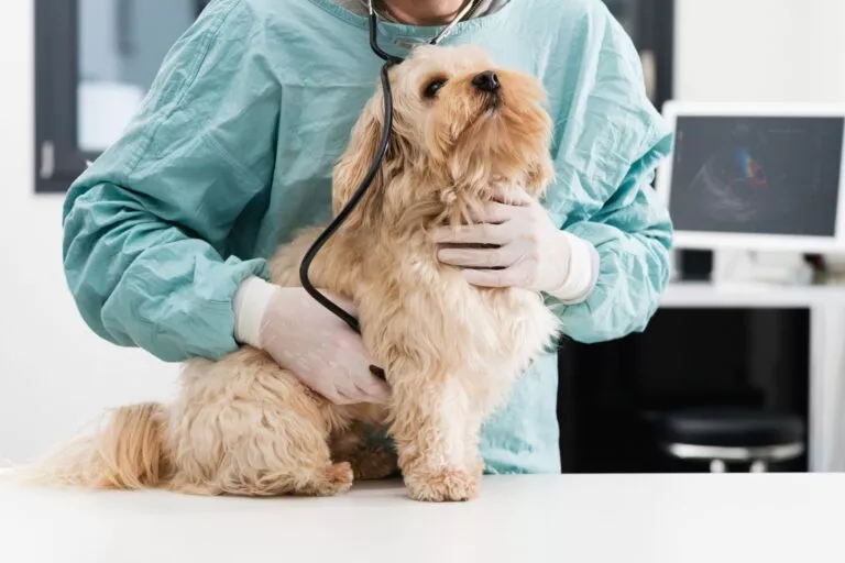 Pas na pregledu kod veterinara