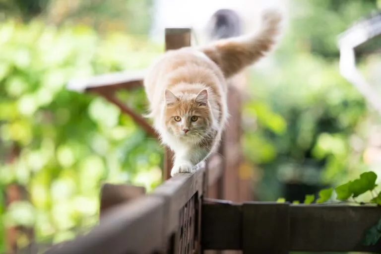 Narančasta mačka hoda po ogradi