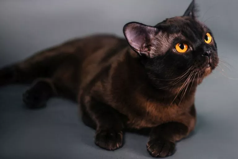 Crna bombajska mačka