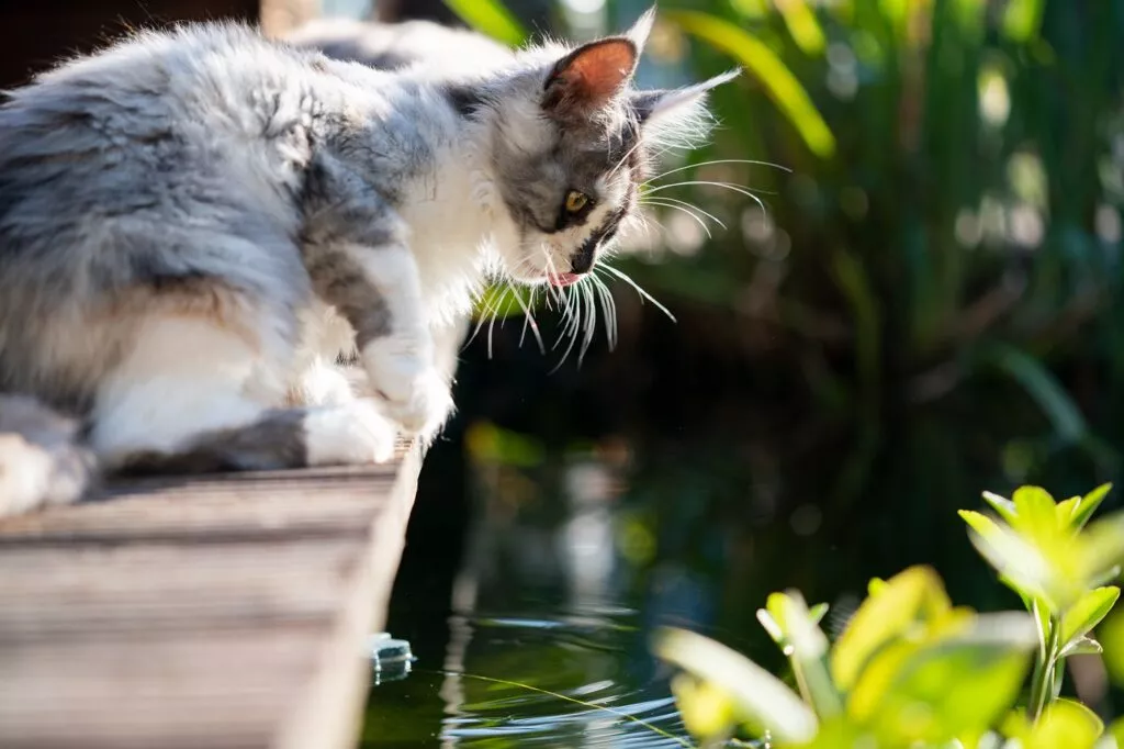 Mačka gleda u jezerce