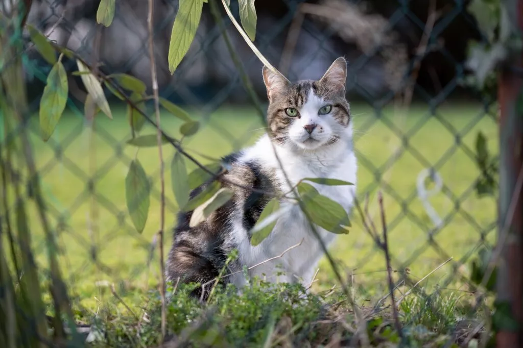 Mačka gleda kroz ogradu