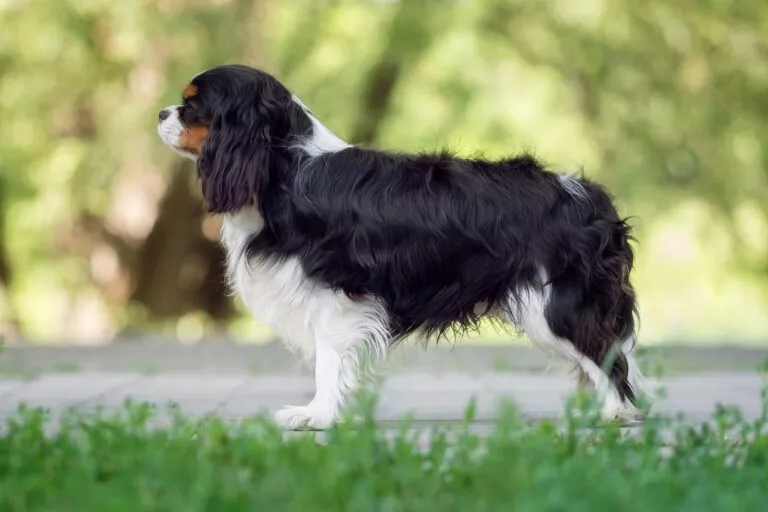 Cavalier King Charles spaniel u prirodi