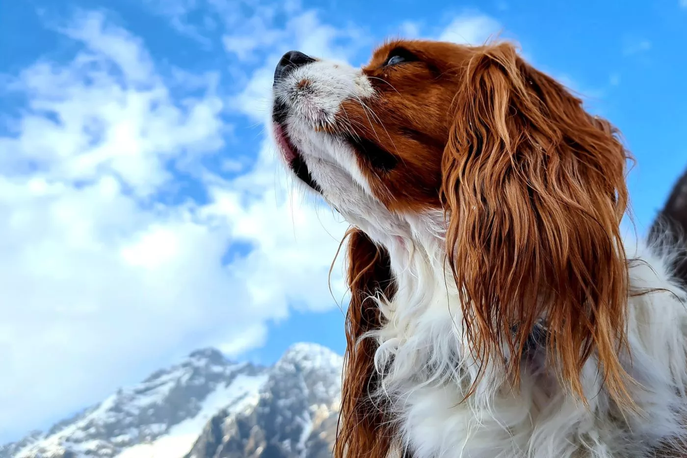 Cavalier King Charles španijel u boji blenheim
