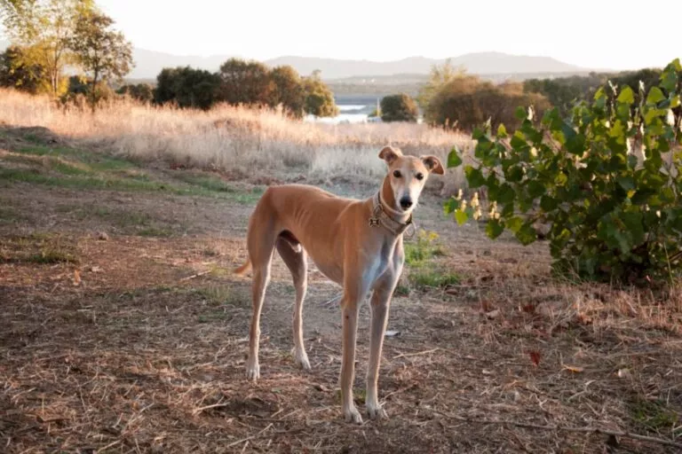 Galgo español u prirodi