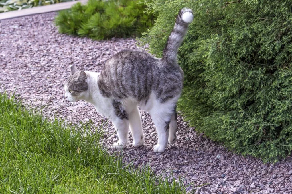 Mačka u pubertetu obilježava grm
