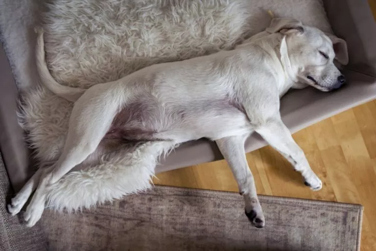 Pas leži na sofi