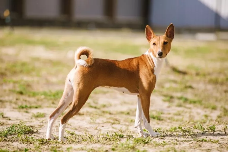 Basenji u prirodi