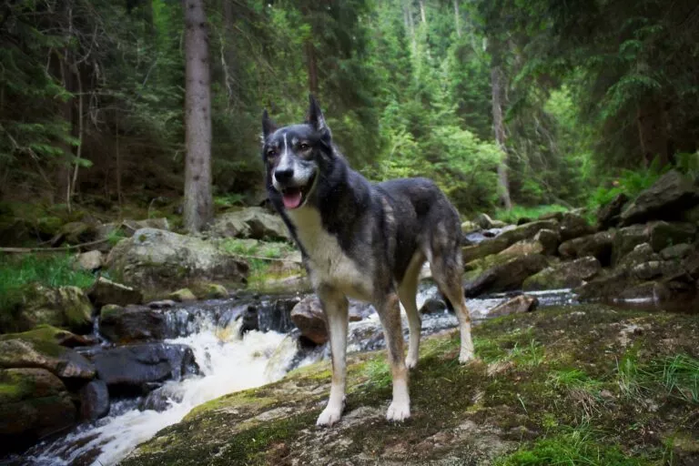 Aljaški haski u prirodi