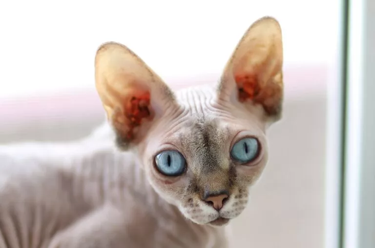 Sfinks mačka s plavim očima