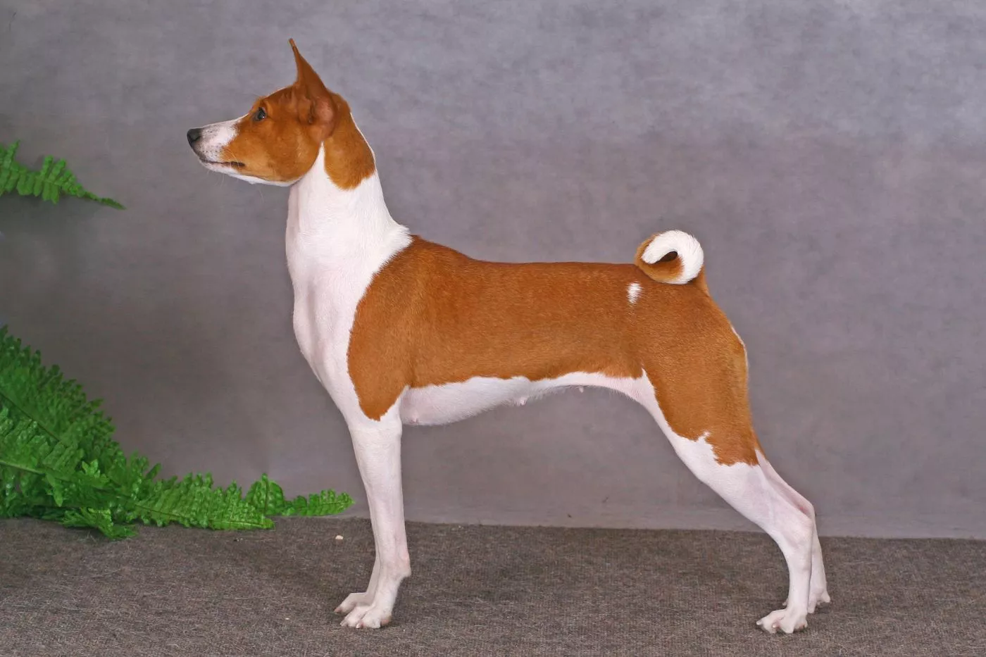 Basenji stoji