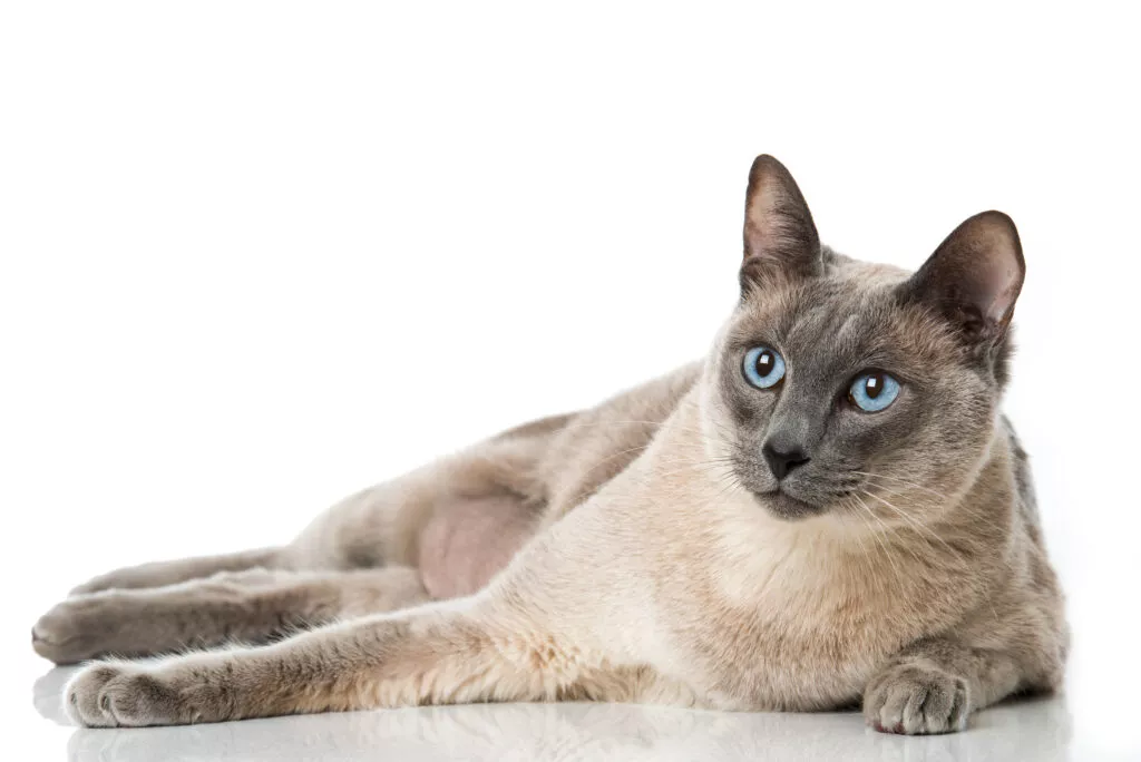 Tonkiška mačka s plavim očima