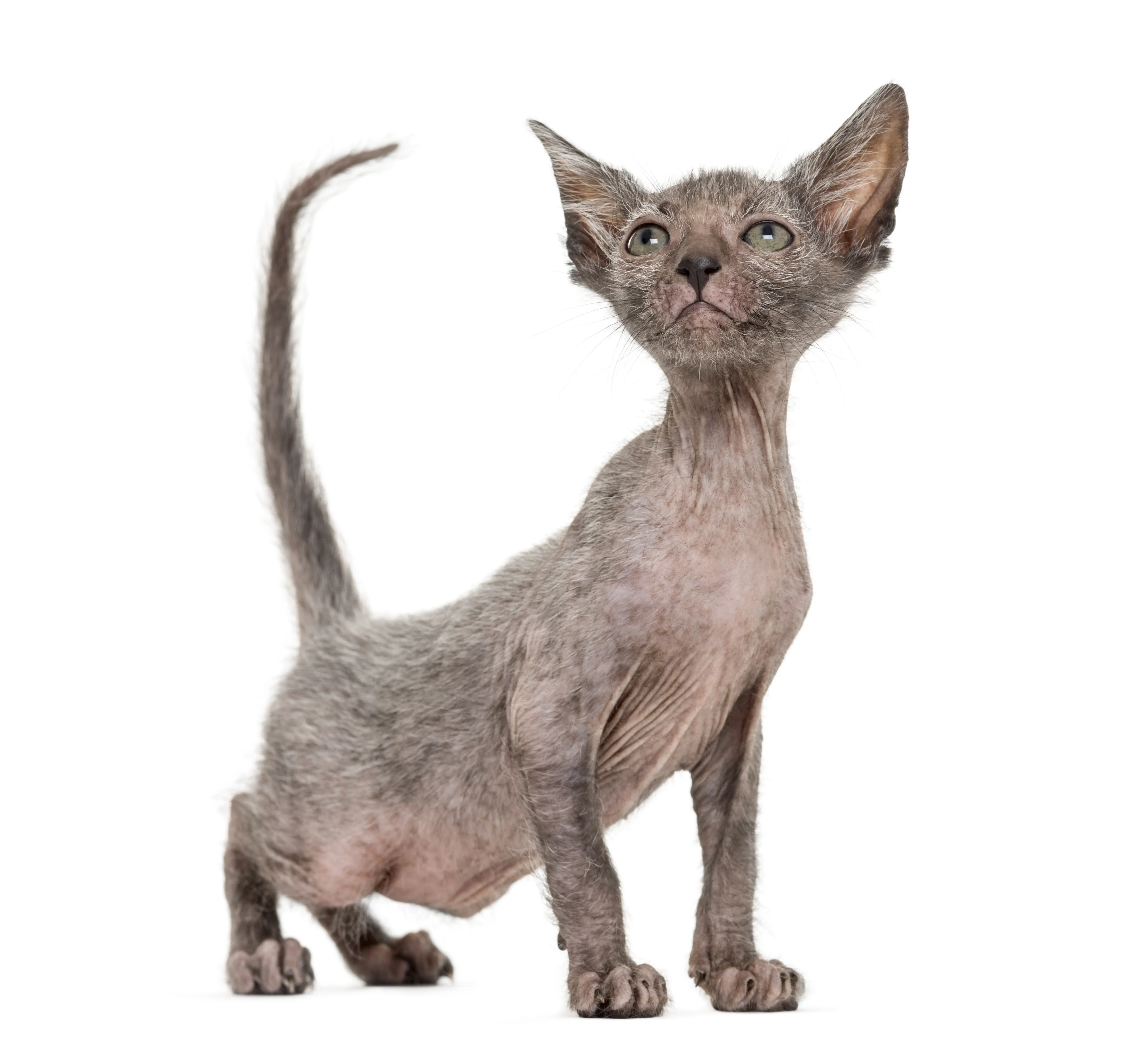 Mačić pasmine lykoi
