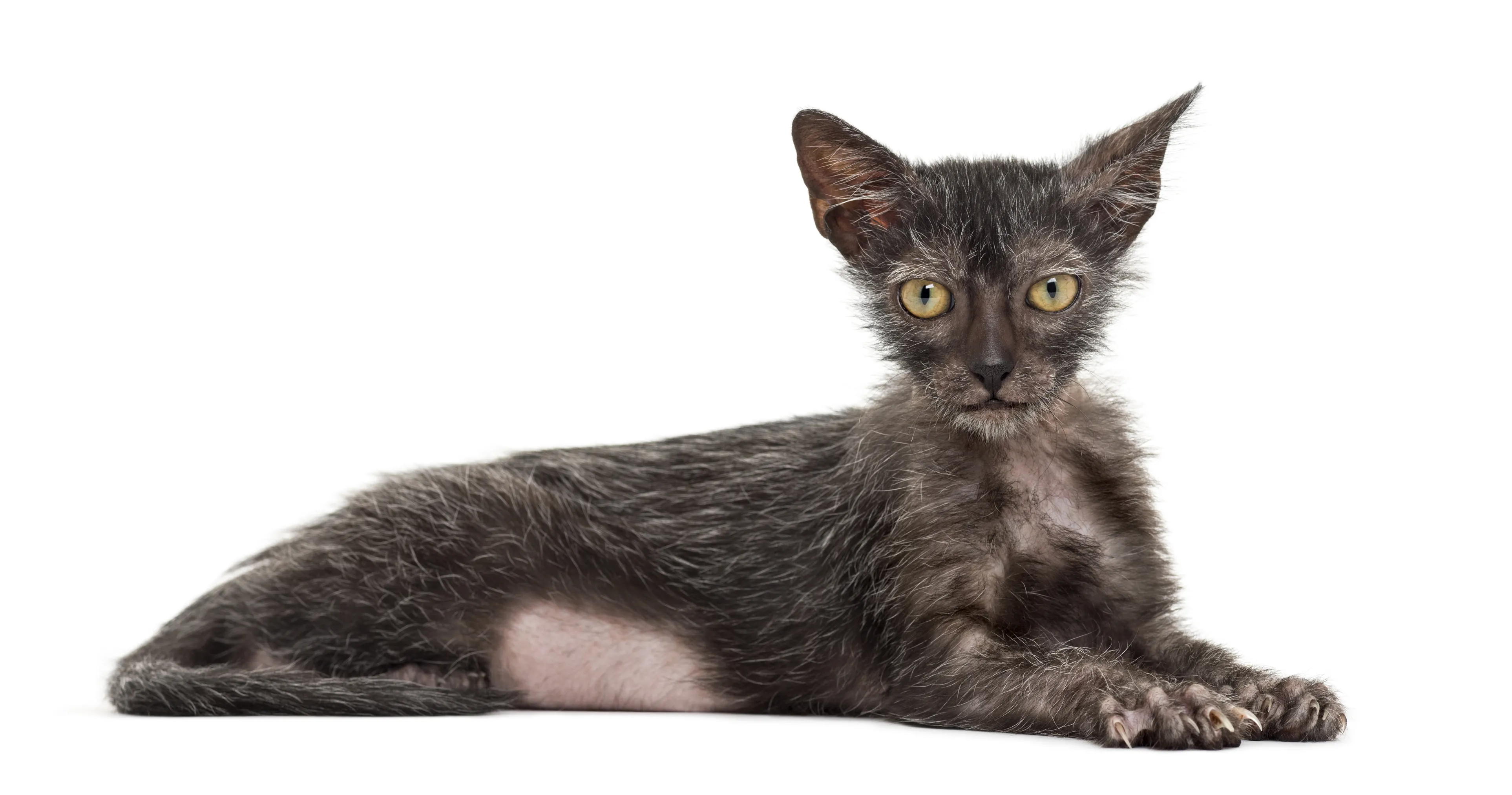 Mačić pasmine lykoi