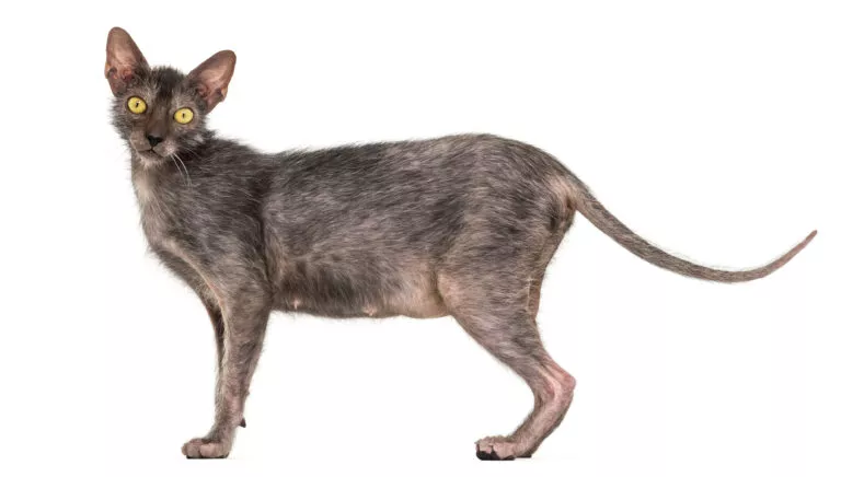 Lykoi mačka