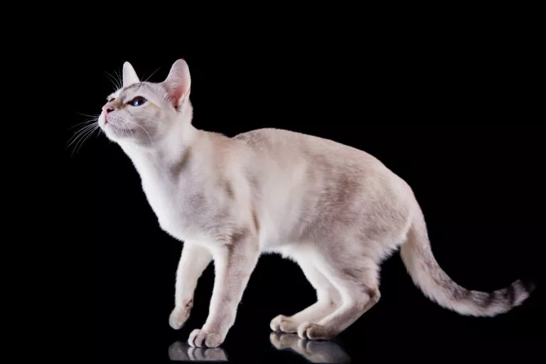 Tonkiška mačka