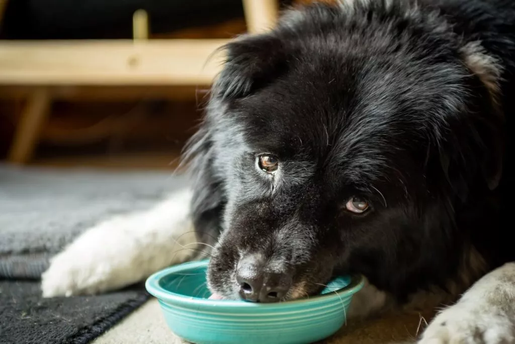Pas jede iz zdjelice