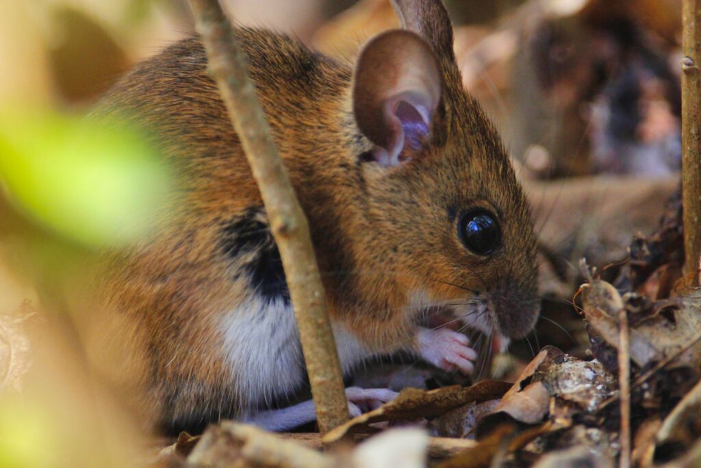 Žutogrli miš u šumi