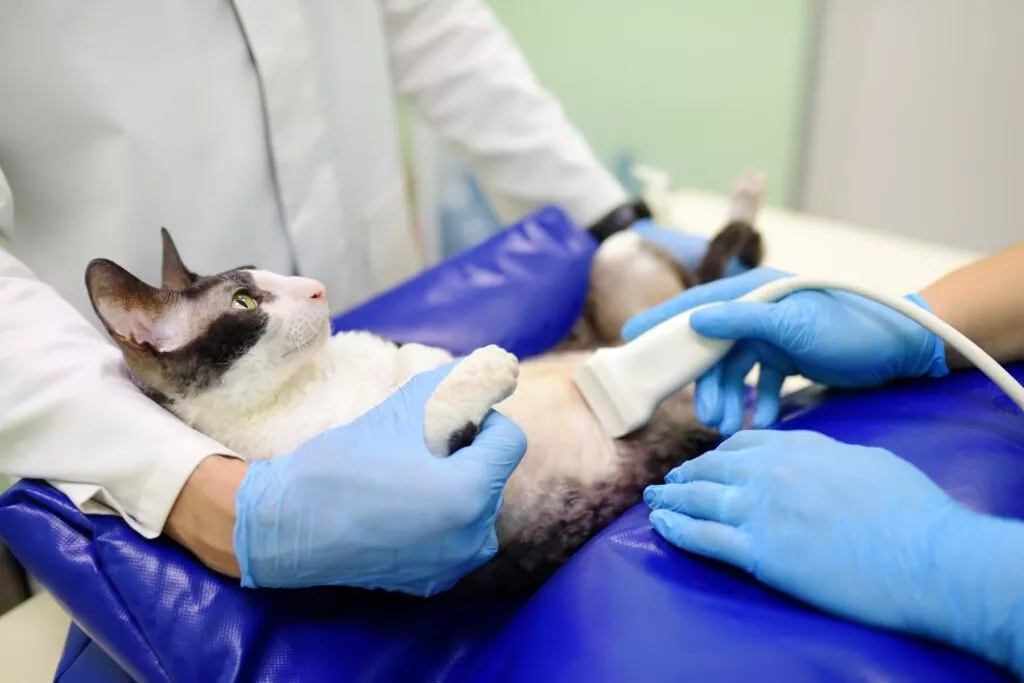 mačka na ultrazvučnom pregledu kod veterinara