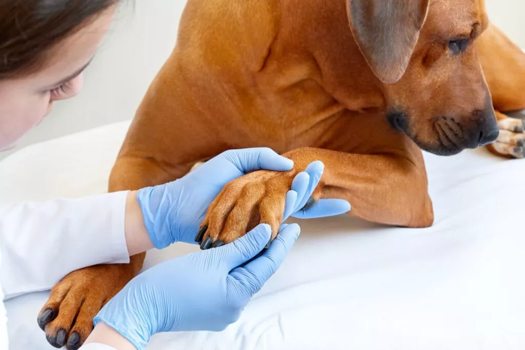 Veterinar pregledava šapu psa