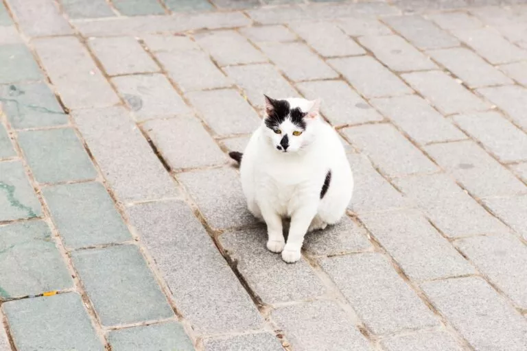 Pretila bijela mačka s crnim mrljama