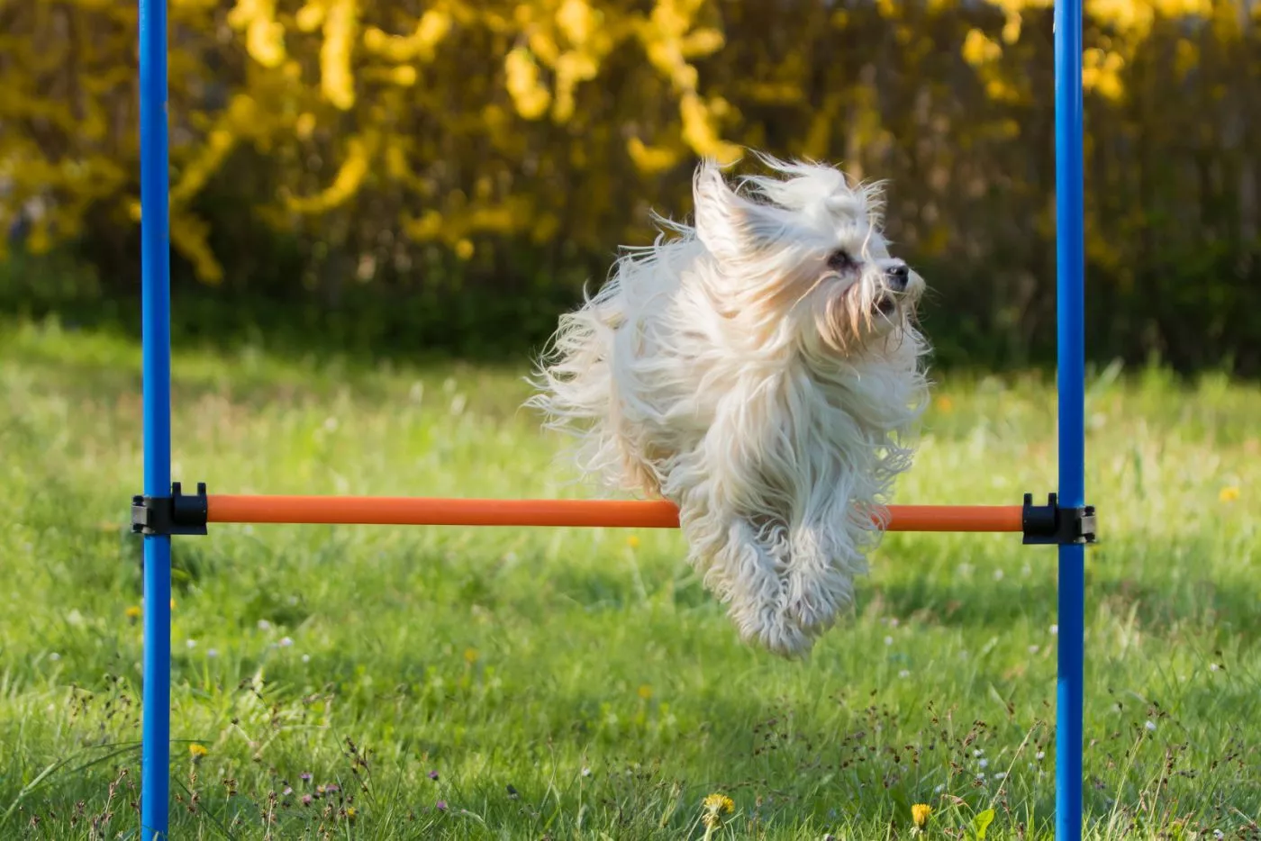 havanezer u agility treningu